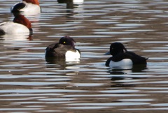 Aythya fuligula
