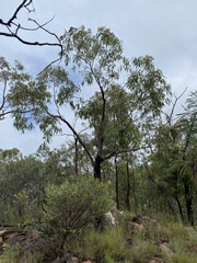 Corymbia erythrophloia