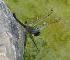 Anax panybeus