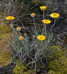 Leucochrysum albicans albicans