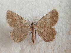 Dicrognophos sartata
