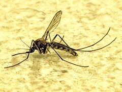 Armigeres subalbatus