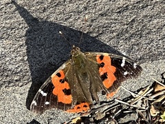 Vanessa vulcania