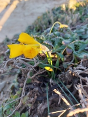 Narcissus obesus