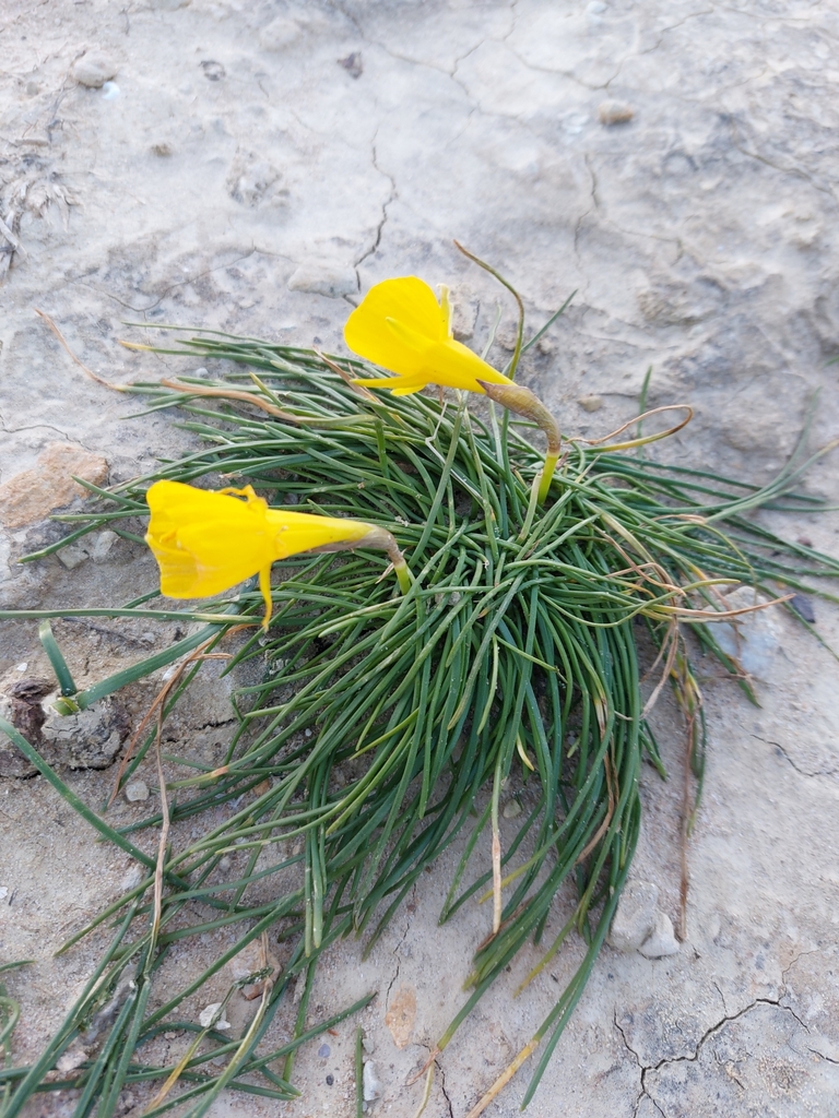 Narcissus obesus
