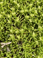 Scleranthus biflorus