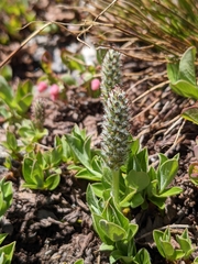 Salix petrophila