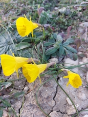 Narcissus obesus