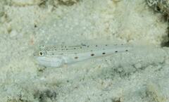 Valenciennea longipinnis