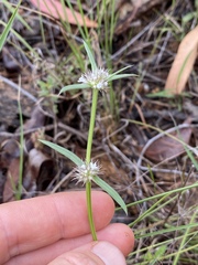 Spermacoce brachystema