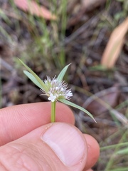 Spermacoce brachystema