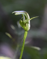 Pterostylis monticola