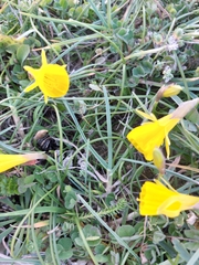 Narcissus obesus