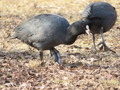 Fulica atra