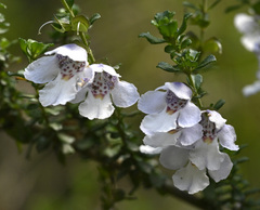 Prostanthera cuneata