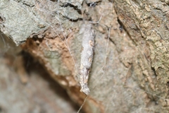 Liothula omnivora