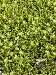 Scleranthus biflorus