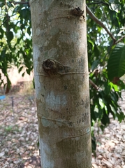 Vateria indica