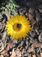 Pollanisus lithopastus