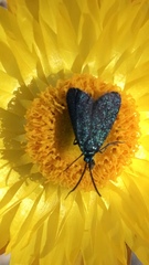 Pollanisus lithopastus