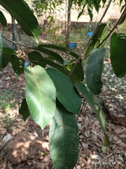 Vateria indica
