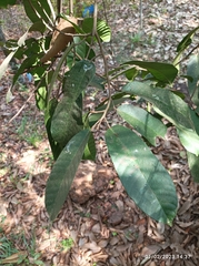 Vateria indica