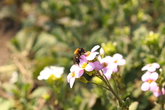 Melandrena
