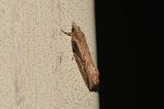 Statherotis euryphaea