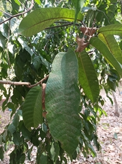 Vateria indica