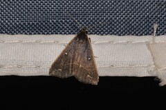 Adrapsa ablualis