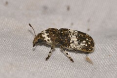 Dendropemon albopictus
