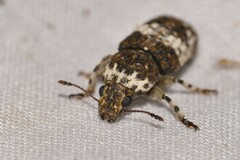 Dendropemon albopictus