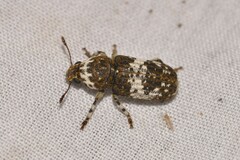 Dendropemon albopictus