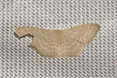 Idaea eretmopus