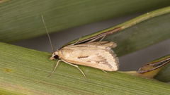 Achyra massalis