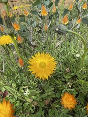 Xerochrysum subundulatum