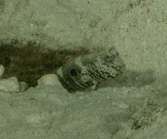 Cryptocentrus strigilliceps