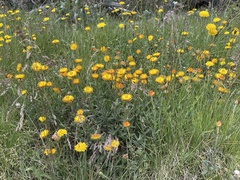 Xerochrysum subundulatum