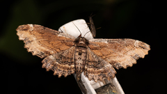 Pholodes sinistraria