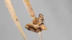 Scenedra decoratalis