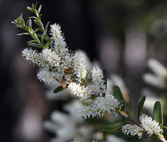 Orites lancifolius
