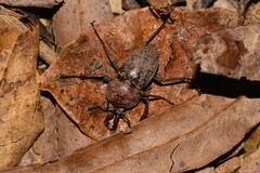 Cacostomus squamosus