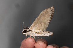 Agrius godarti