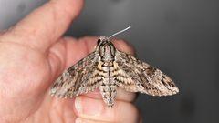 Agrius godarti