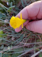 Narcissus obesus