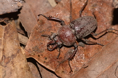 Cacostomus squamosus