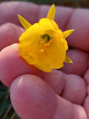 Narcissus obesus