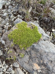 Scleranthus biflorus