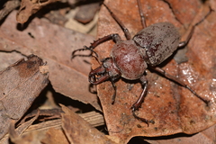 Cacostomus squamosus