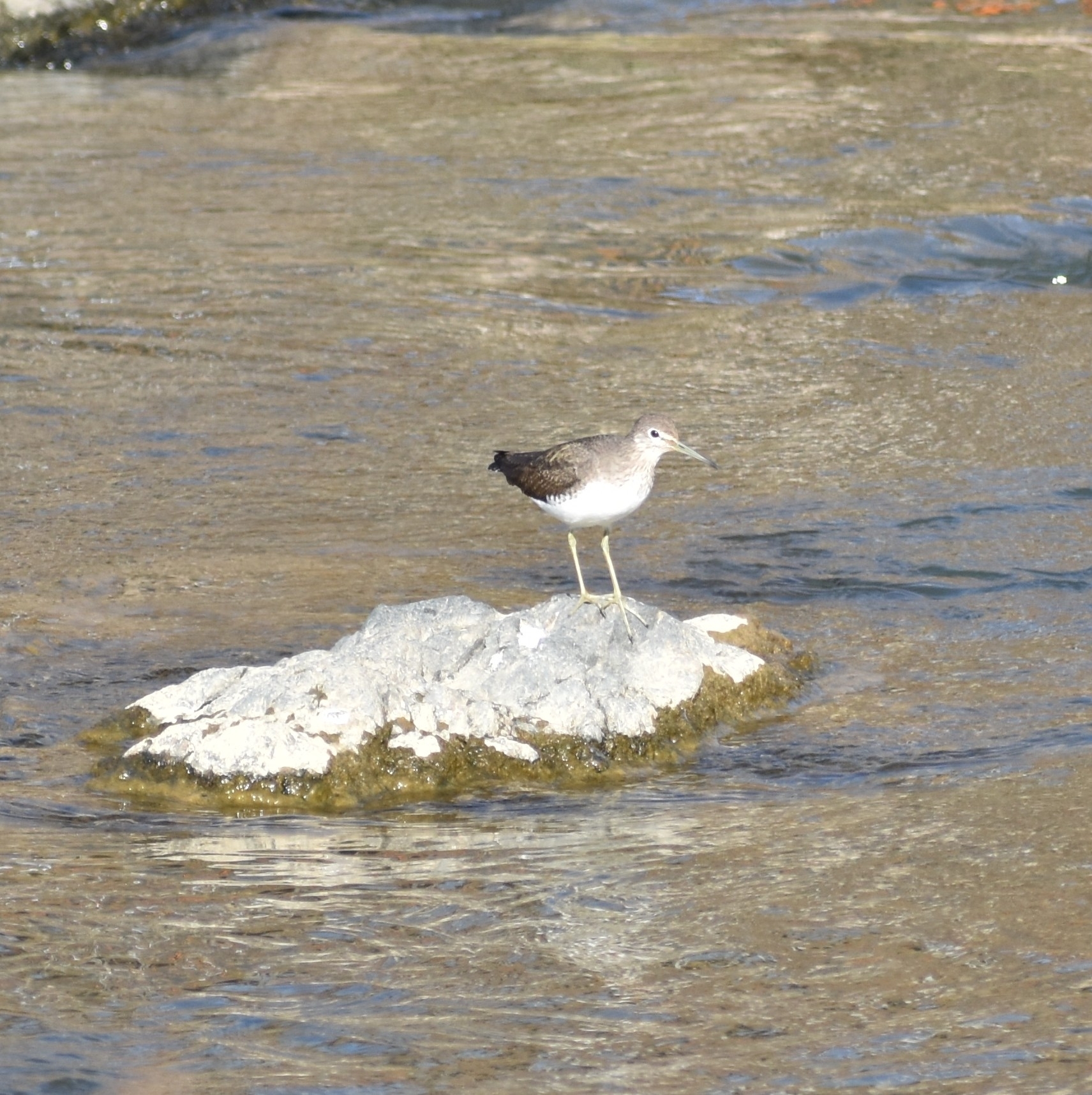 Green Sandpiper